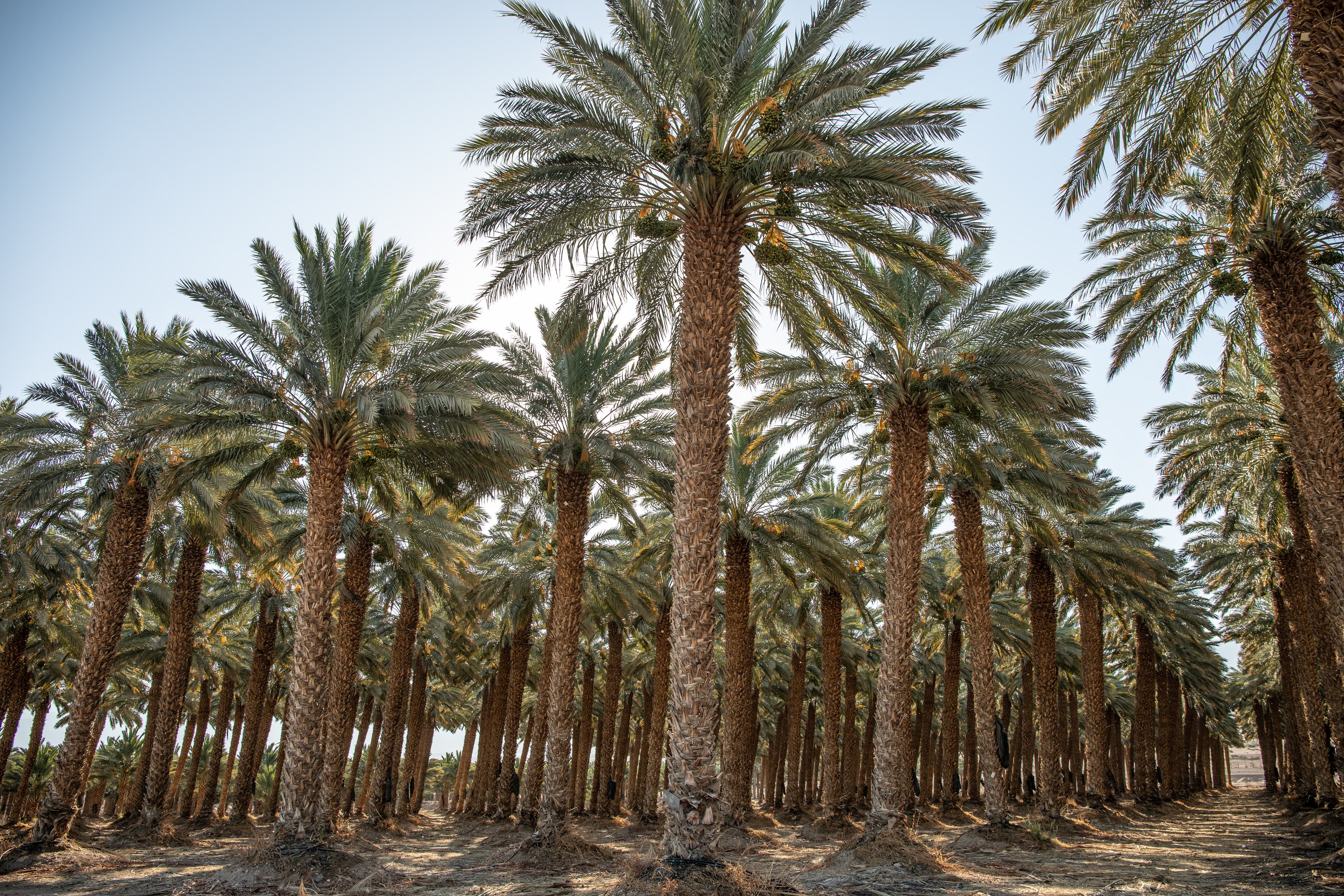 Agriculture & Agribusiness