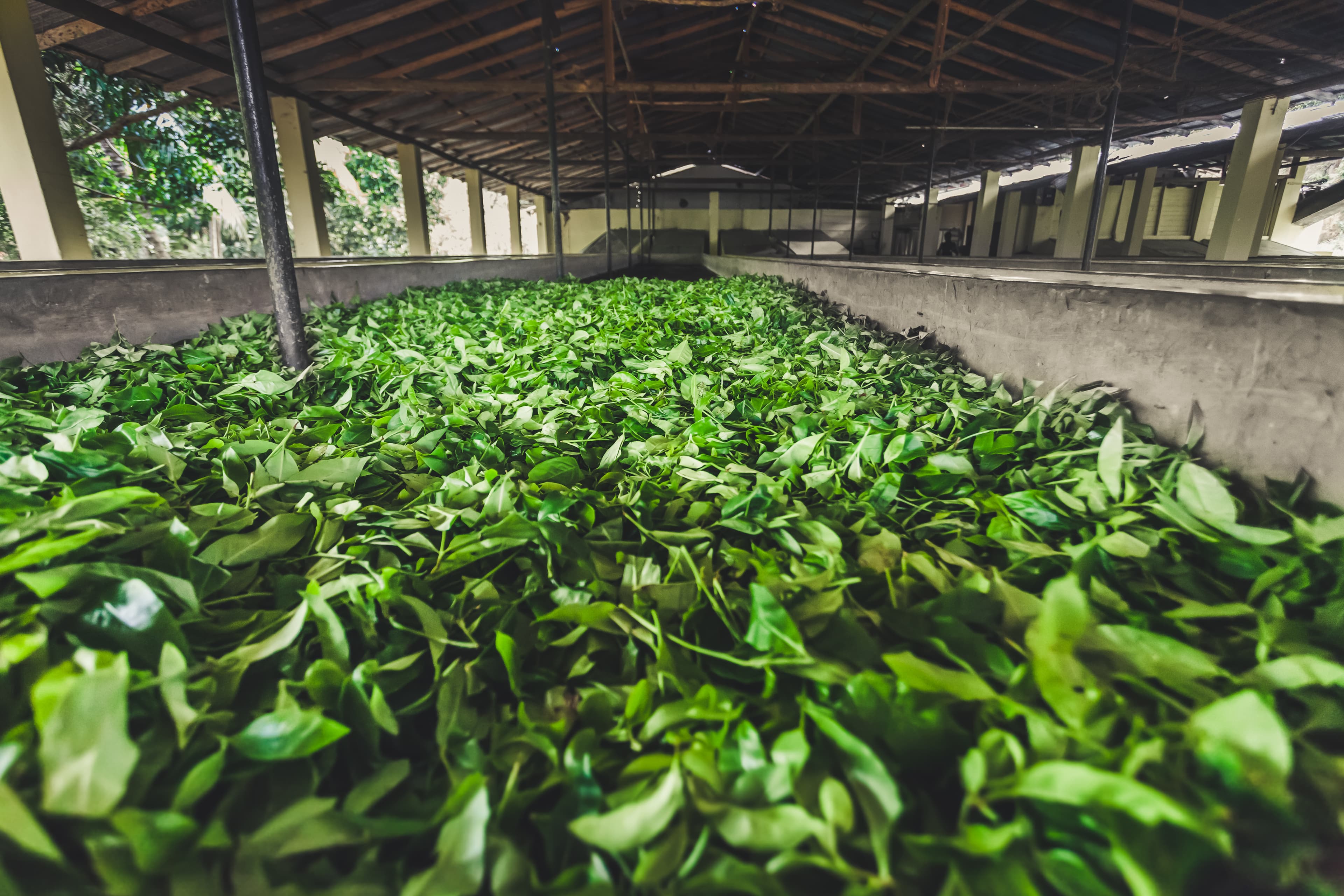Tea Processing